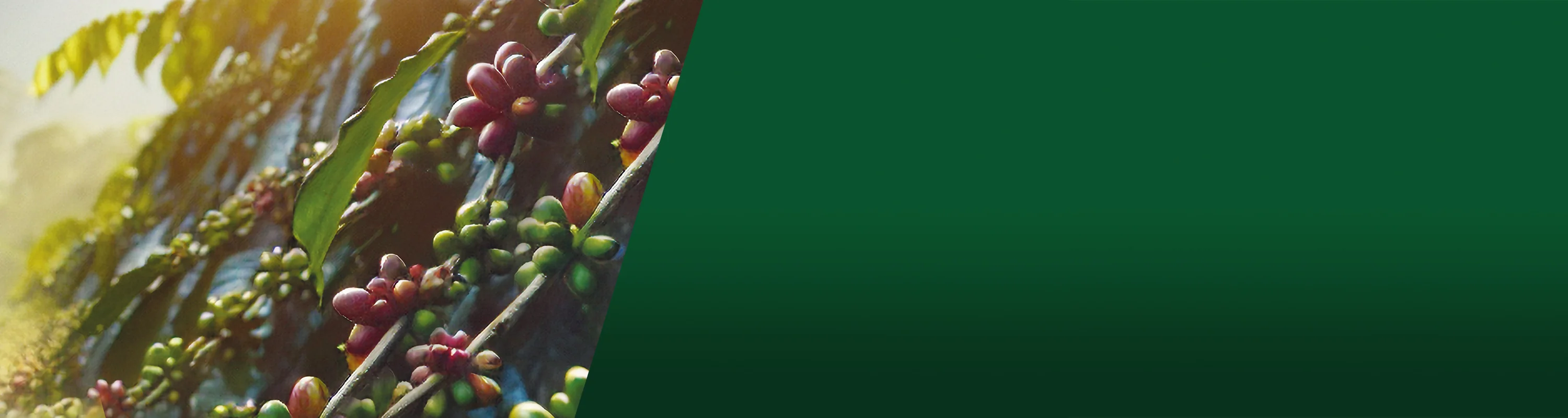 Design e Passione in Ogni Sorso